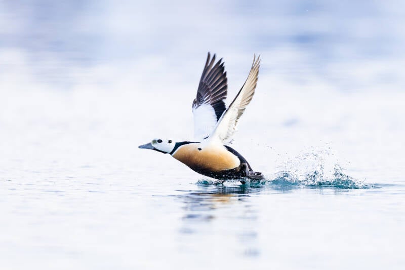 koningseider-king-eider-somateria-spectabilis-1932-standard.jpg