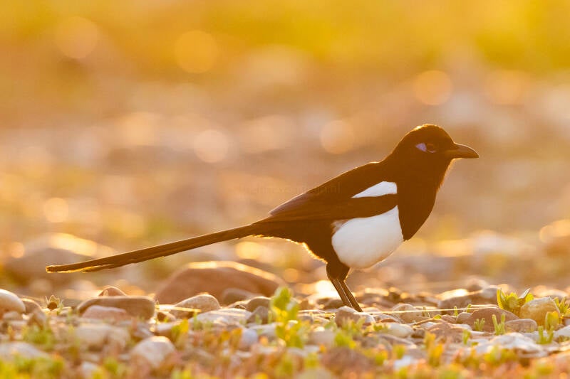 maghrebekster-maghreb-magpie-pica-mauretanica-5830-standard.jpg