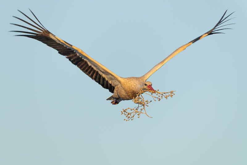 ooievaar-white-stork-ciconia-ciconia-2057-standard.jpg