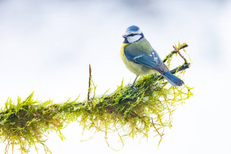 pimpelmees-blue-tit-cyanistes-caeruleus-0428-standard.jpg