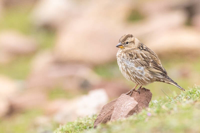 rotsmus-rock-sparrow-petronia-petronia-4693-standard.jpg