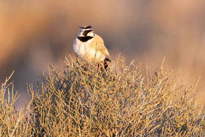 temminck-s-strandleeuwerik-temminck-s-lark-eremophila-bilopha-6902-standard.jpg