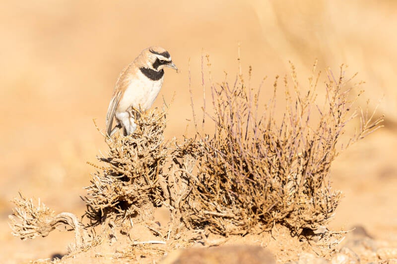 temminck-s-strandleeuwerik-temminck-s-lark-eremophila-bilopha-7291-standard.jpg