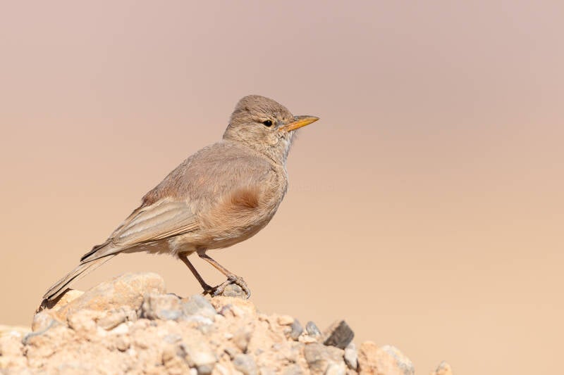 woestijnleeuwerik-desert-lark-ammomanes-deserti-payni-8885-standard.jpg