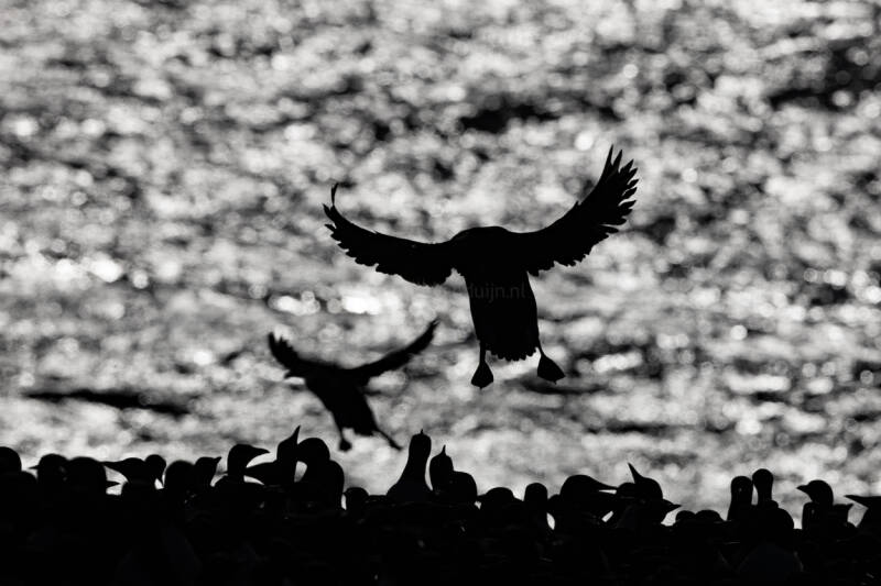 zeekoet-common-murre-uria-aalge-7055-standard.jpg
