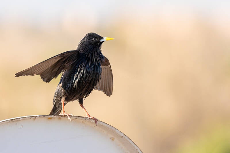 zwarte-spreeuw-spotless-starling-sturnus-unicolor-4787-standard.jpg