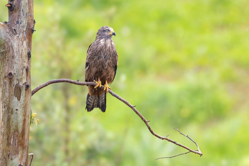 zwarte-wouw-black-kite-milvus-migrans-5935-standard.jpg
