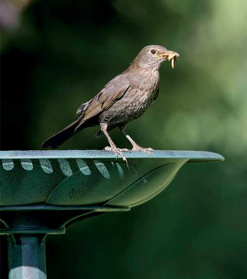 RSPB bird bath with blackbird