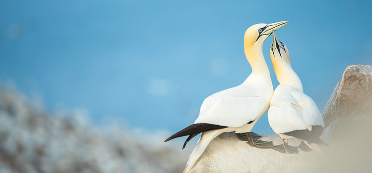 Gannets at RSPB nature reserve