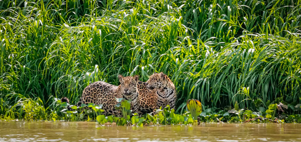 Best of Brazilian Wildlife image 1