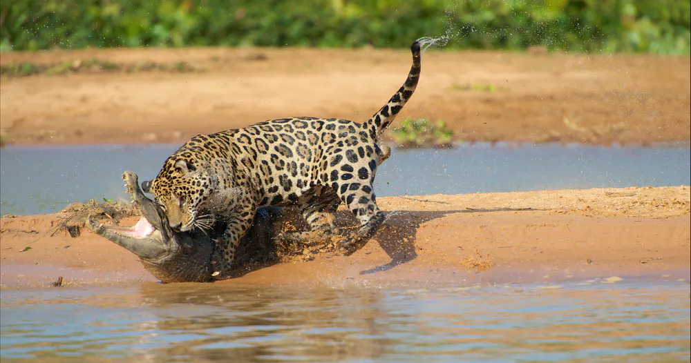Brazil Wildlife Holidays