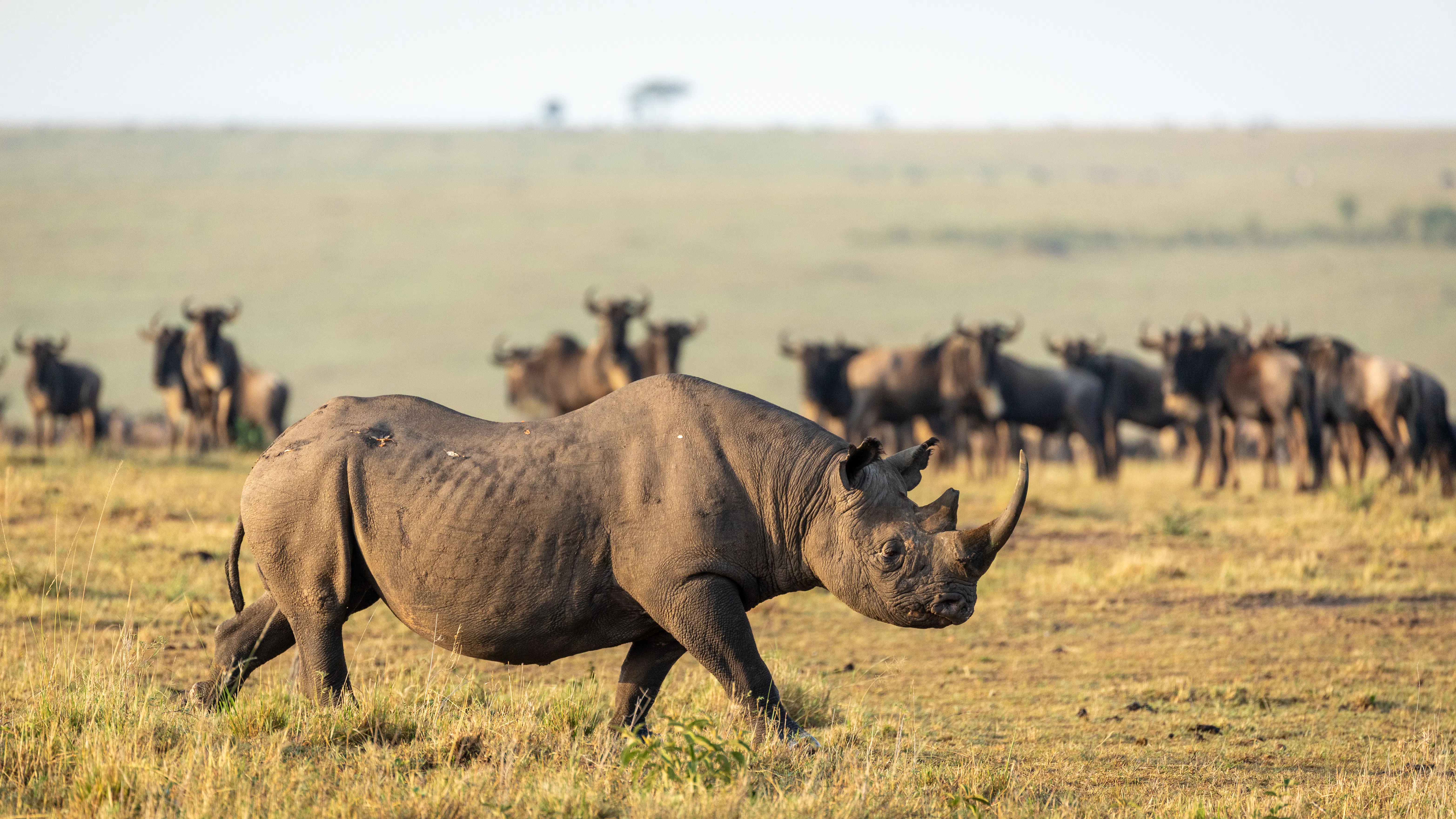 Africa Wildlife Holidays