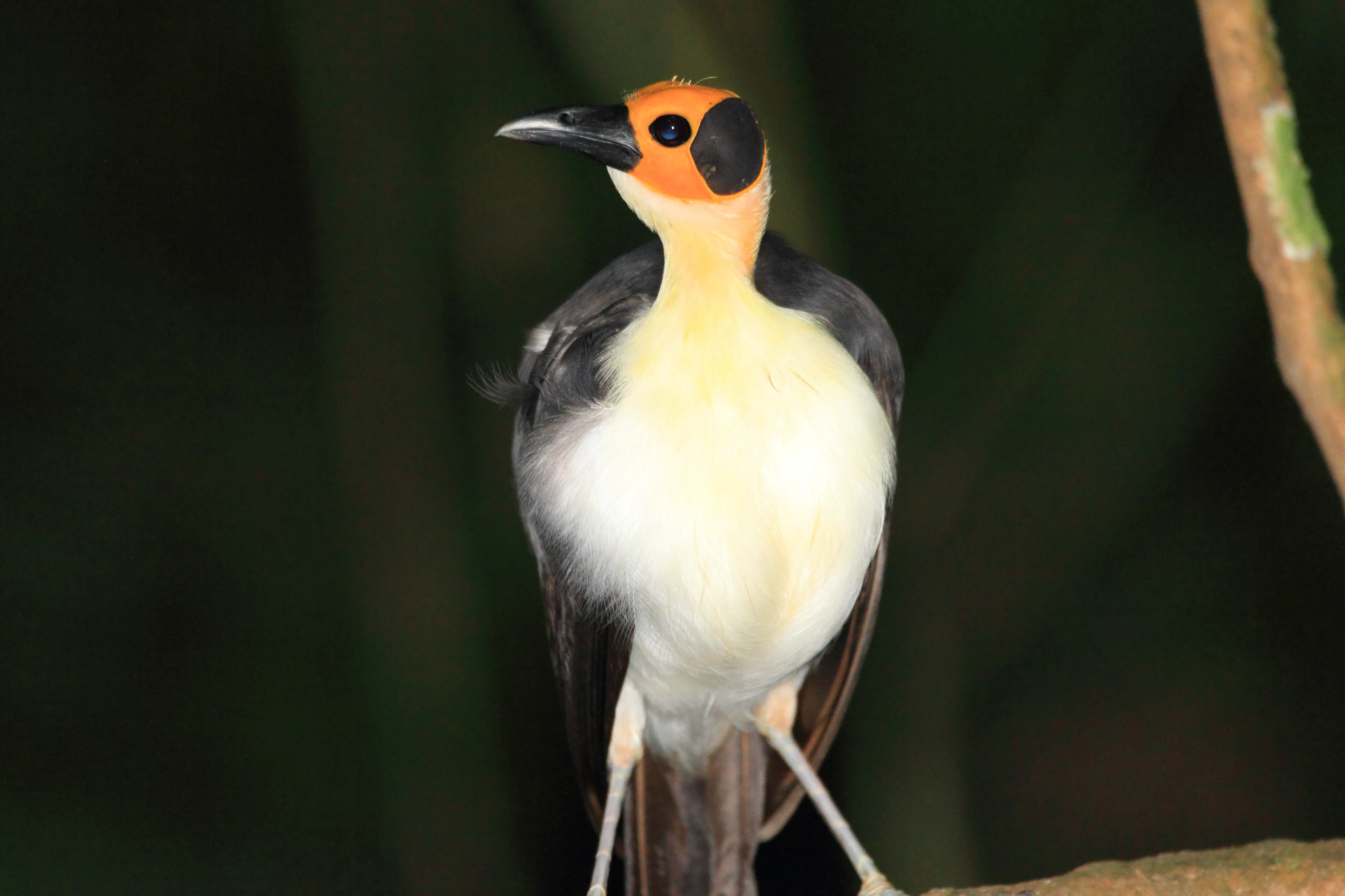 Sierra Leone Wildlife Holidays