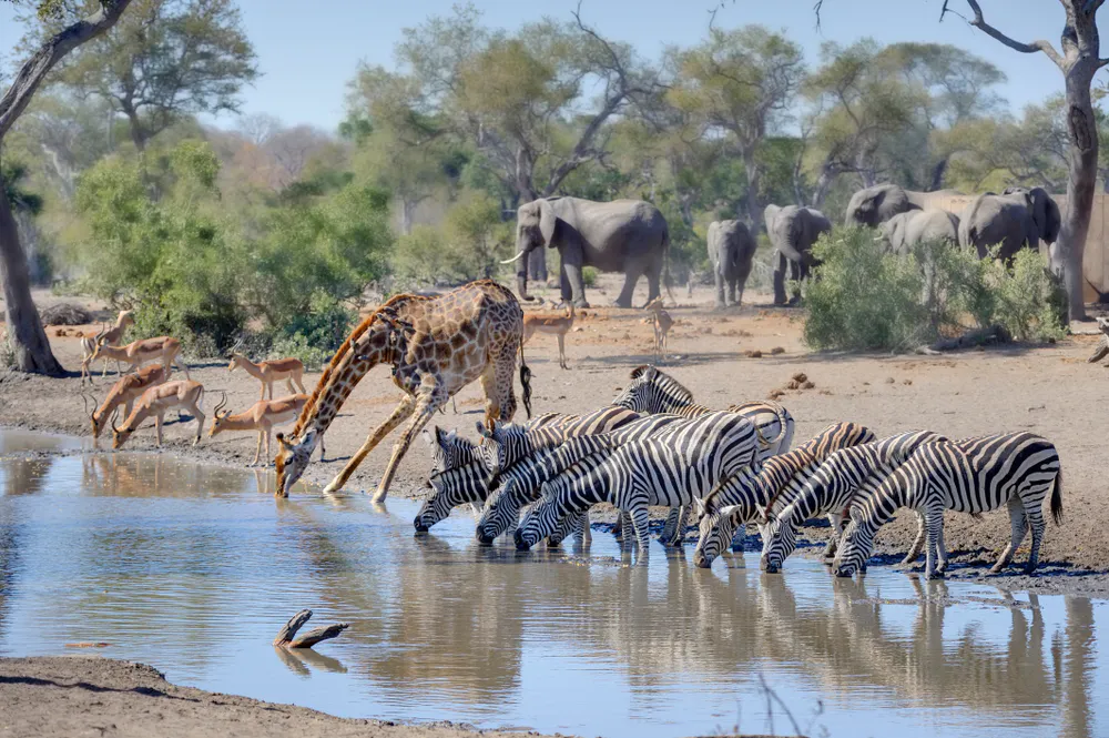South Africa Wildlife Holidays