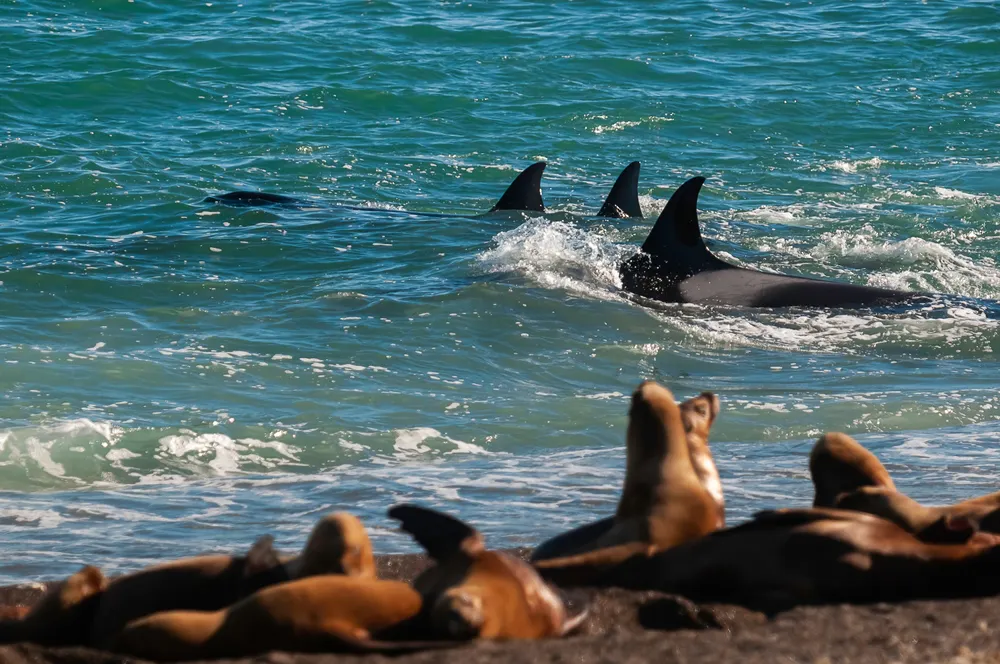 Argentina Wildlife image 1