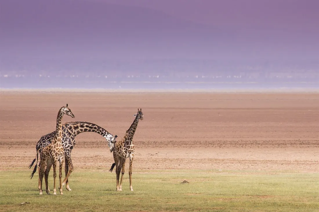 Authentic Northern Tanzania and Zanzibar image 1