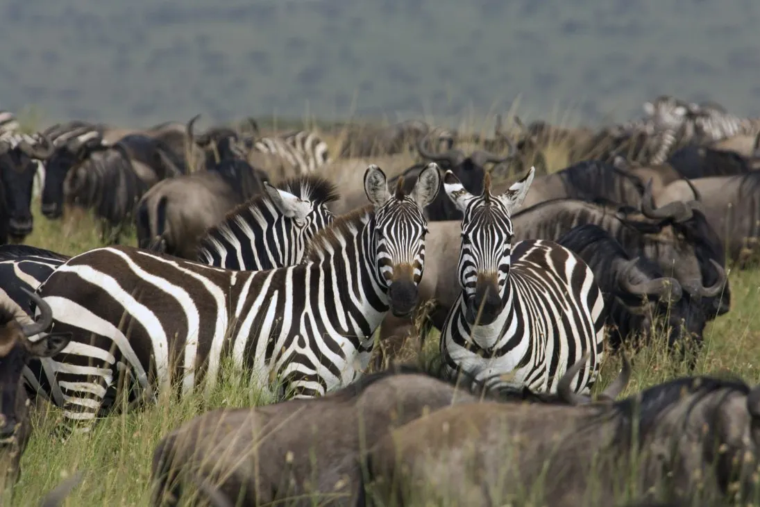 Tanzania's Four Northern Parks & Beach image 1