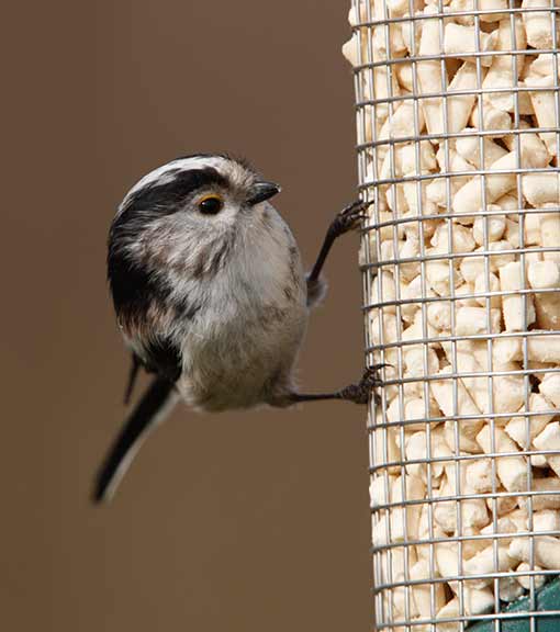 Suet pellets