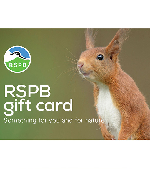 E-gift cards