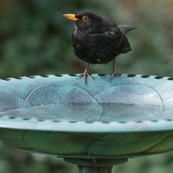 RSPB Bird bath product photo ai4 L