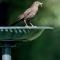 RSPB Bird bath product photo front T