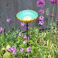 African Daisy Bird Drinker product photo default T
