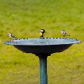 RSPB Bird bath product photo back T