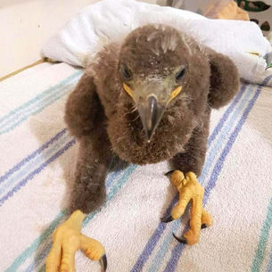 Baby Bald Eagle 