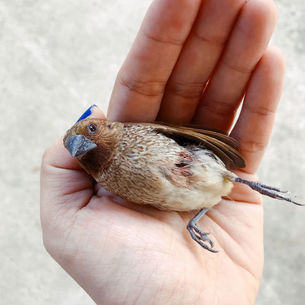 Birds Hitting Windows
