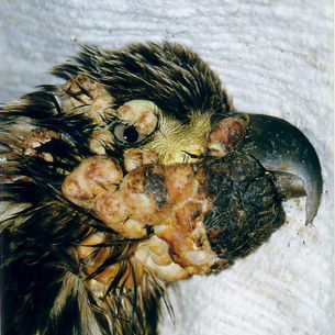Avian Pox