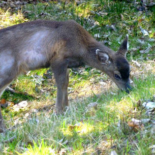 Deer Affected by Hair Loss Syndrome