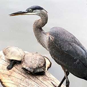 Blue Herons