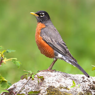 The American Robin 