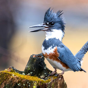 Belted Kingfisher 
