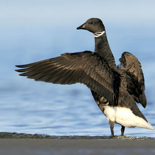 Brant Goose