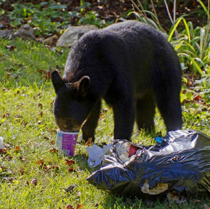 Bears are Hungry 