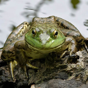 Alien Bullfrog