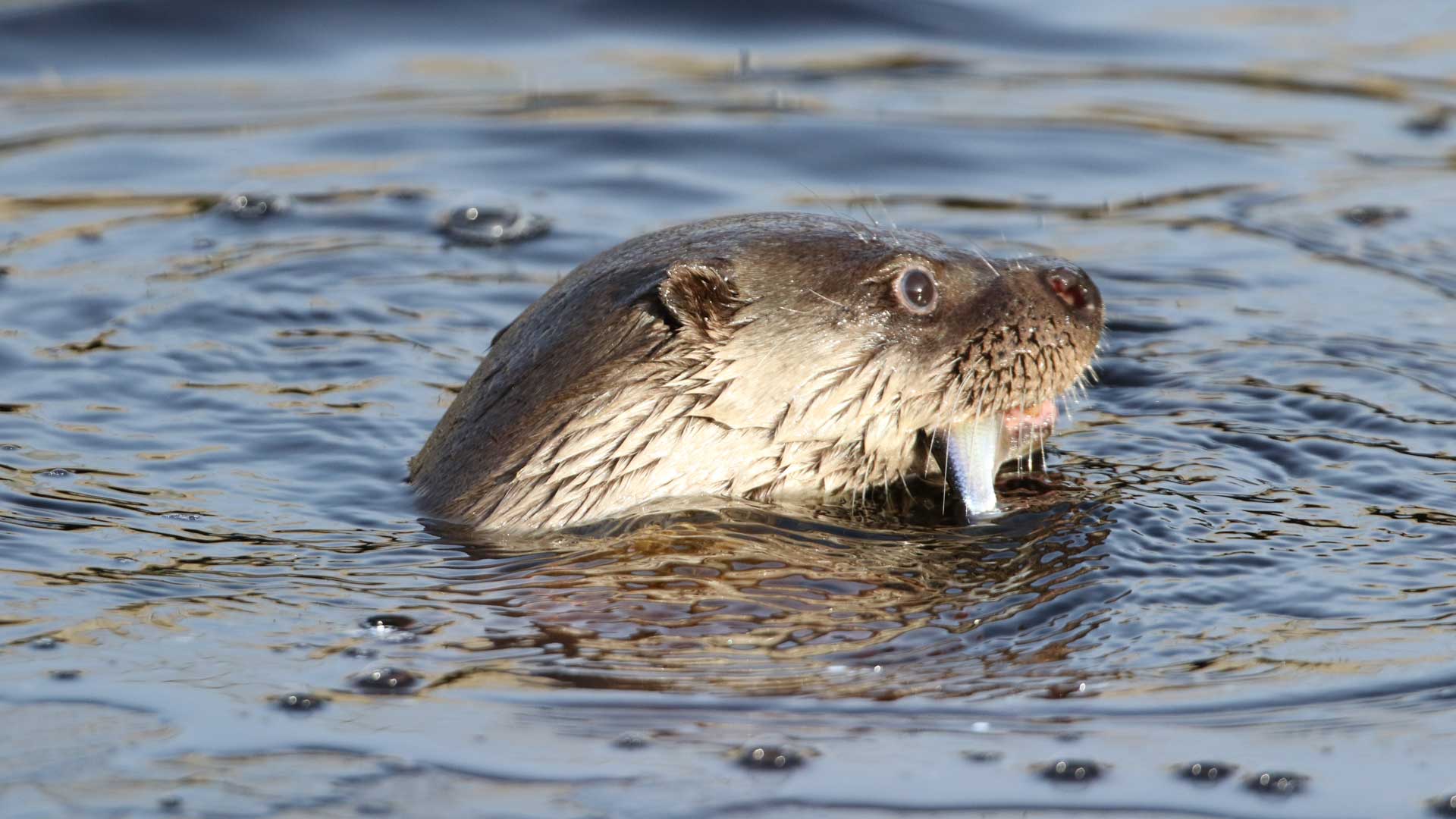 I naturumsjön finns det gott om fisk för uttrarna. Foto: Linda Niklasson