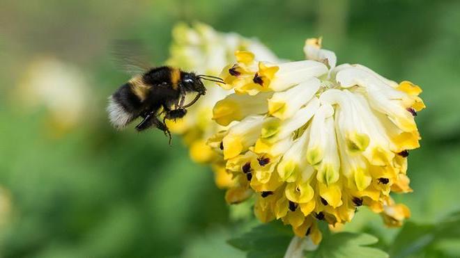 Nærbilde av en humle som sitter på en blomst