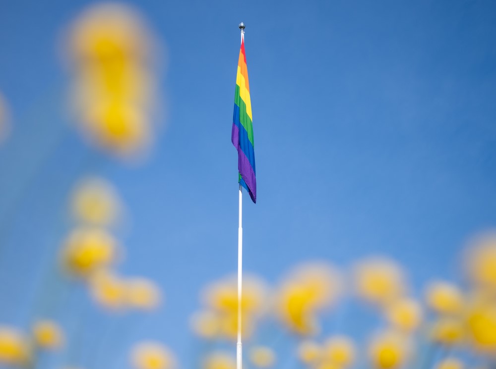Bildet kan inneholde: blomst, anlegg, himmel, flagg, kronblad.