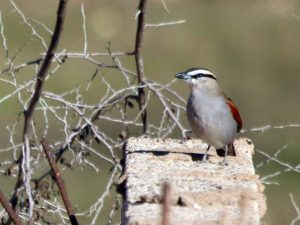 Black-crowned Tchagra perched on a wall, Morocco
