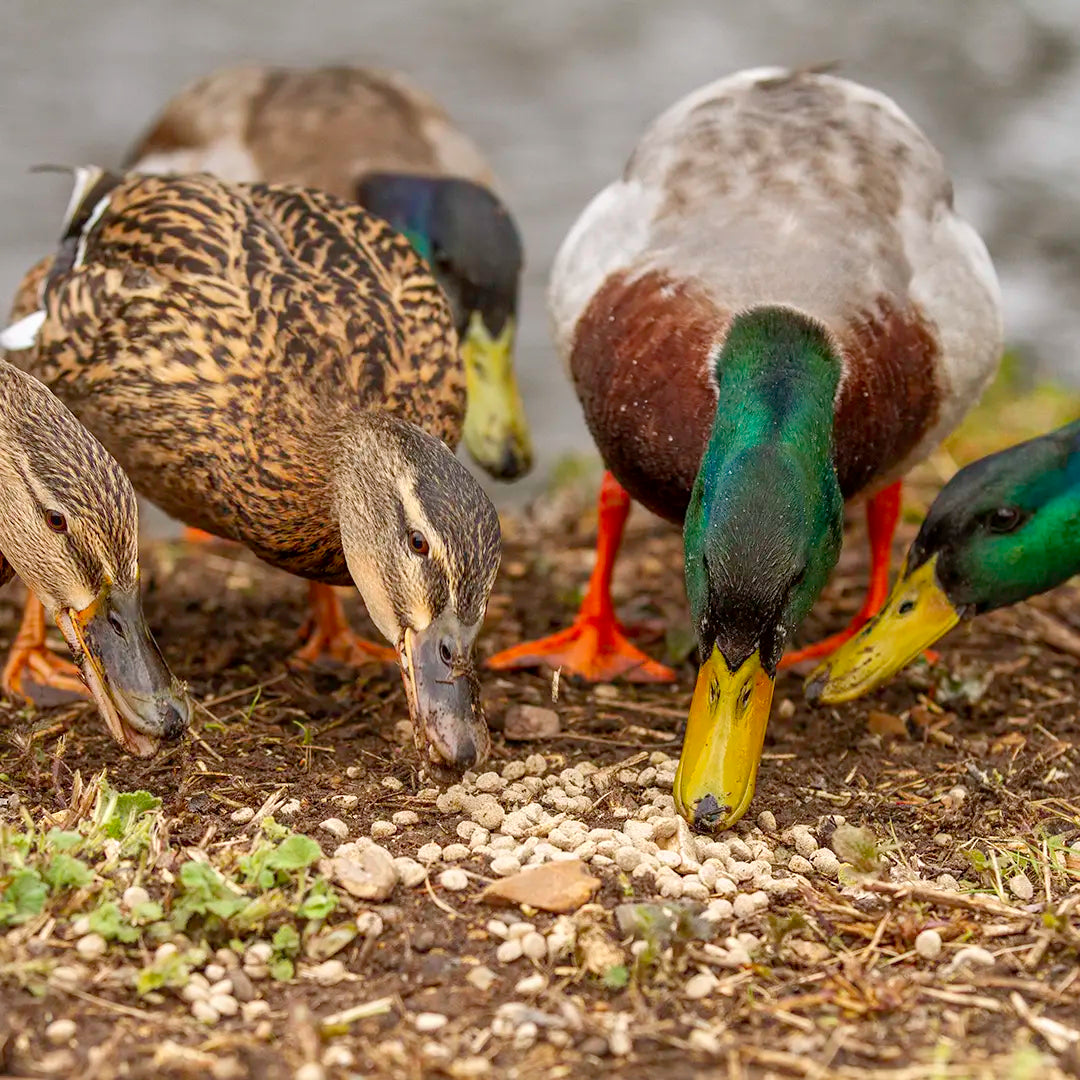 Ducks feeding on a muddy bank with water in the background