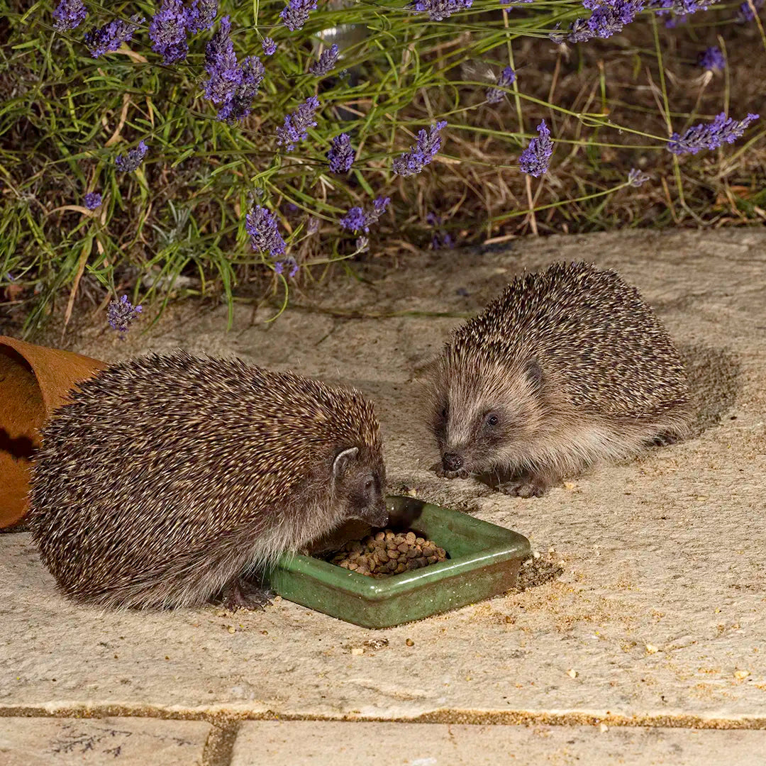 Two hedgehogs eating from a small green dish on a stone surface with lavender in the background.