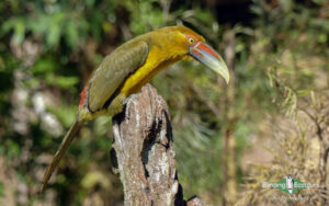 Paraguay birding tours