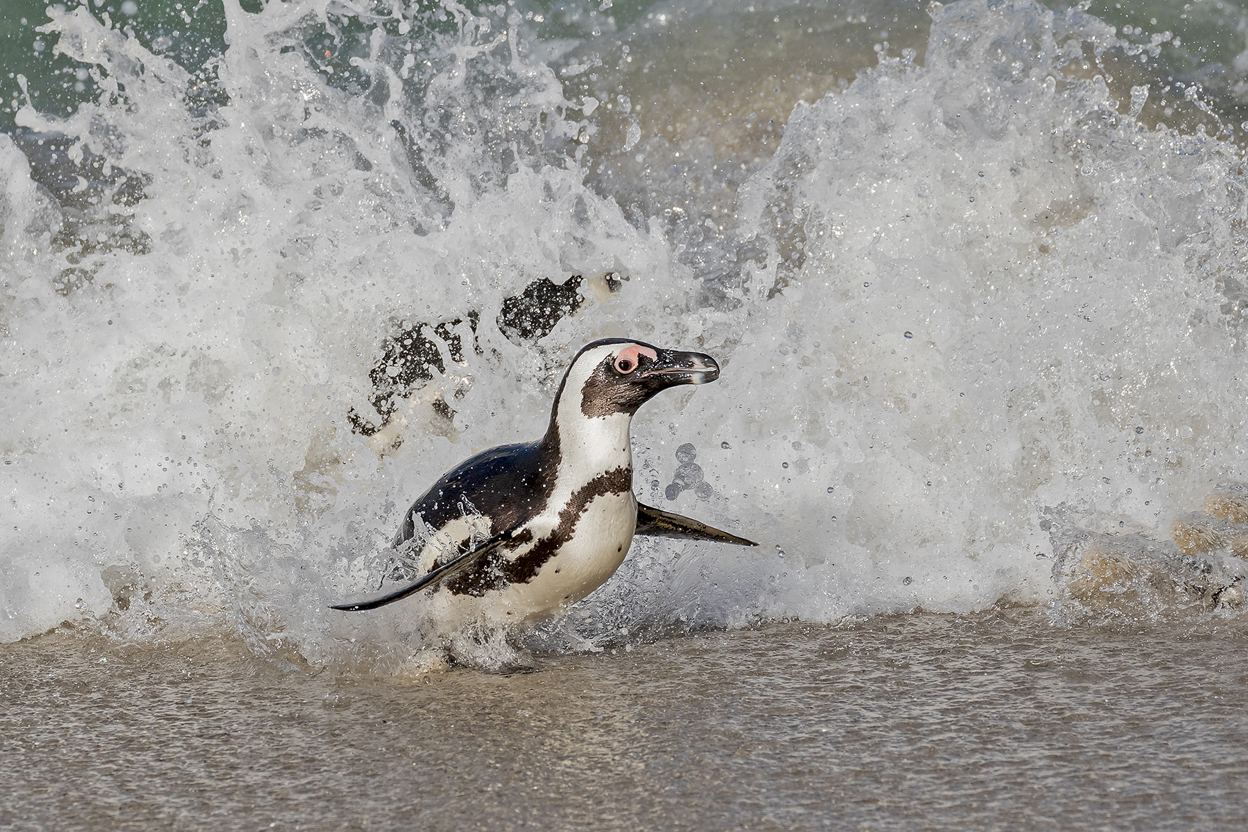 African Penguin (image by Pete Morris)