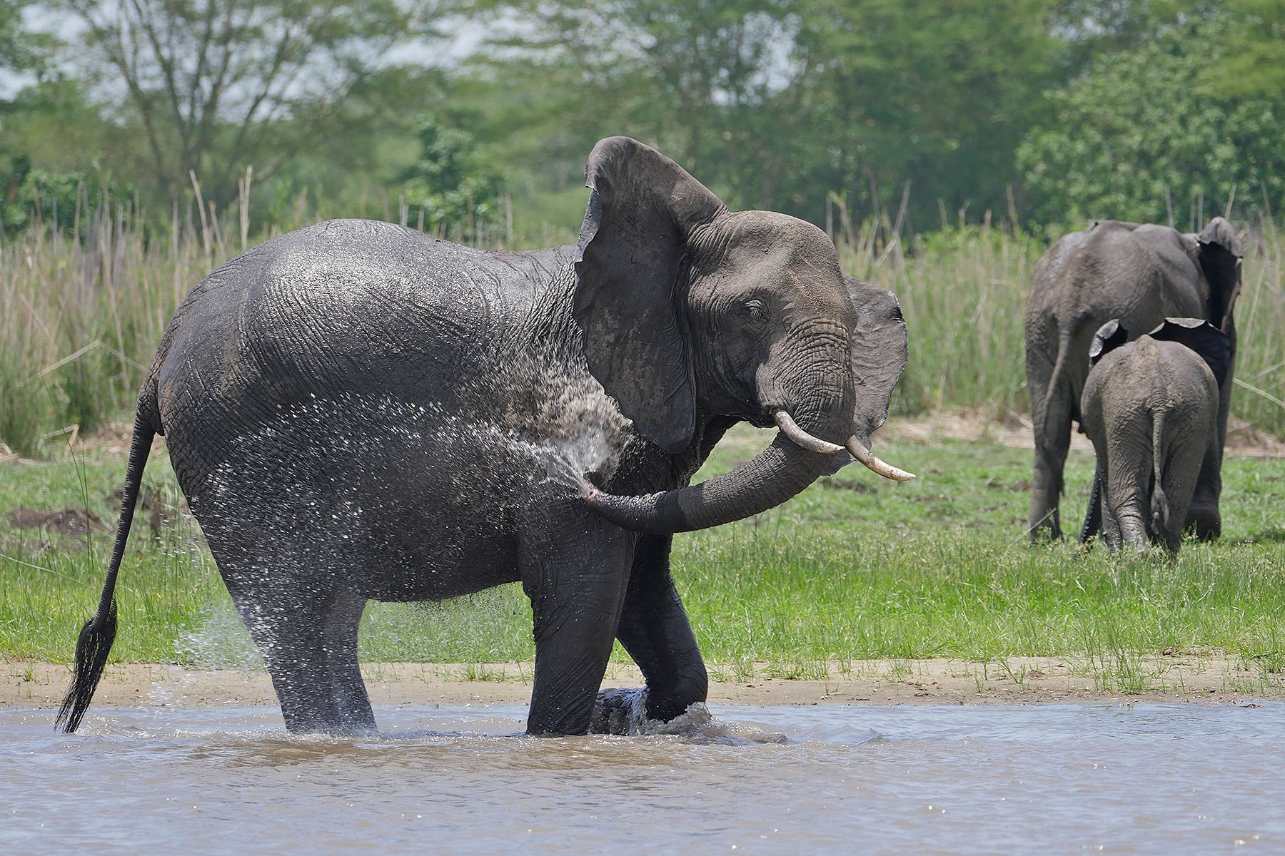 African Savanna Elephants in Malawi (image by Nik Borrow)
