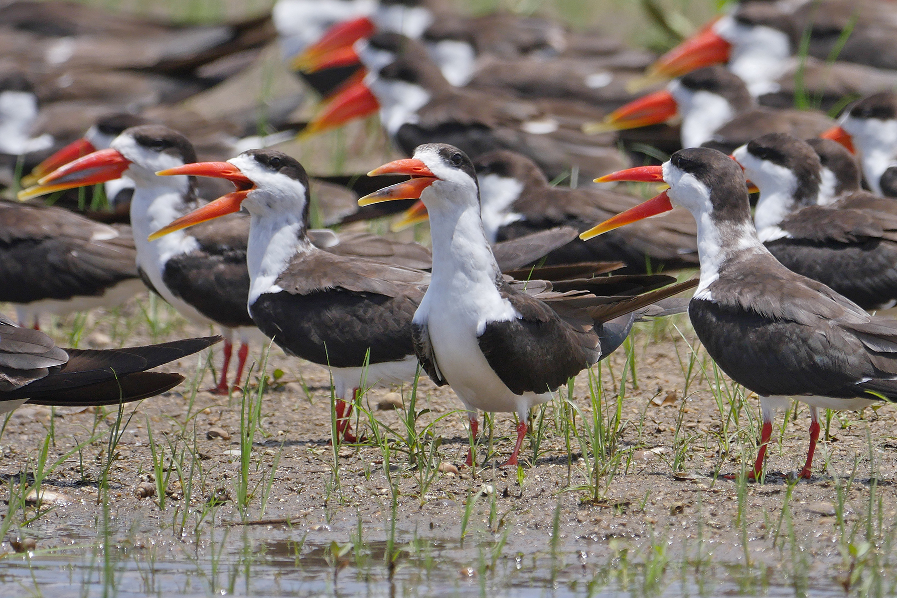 African Skimmers (image by Nik Borrow)
