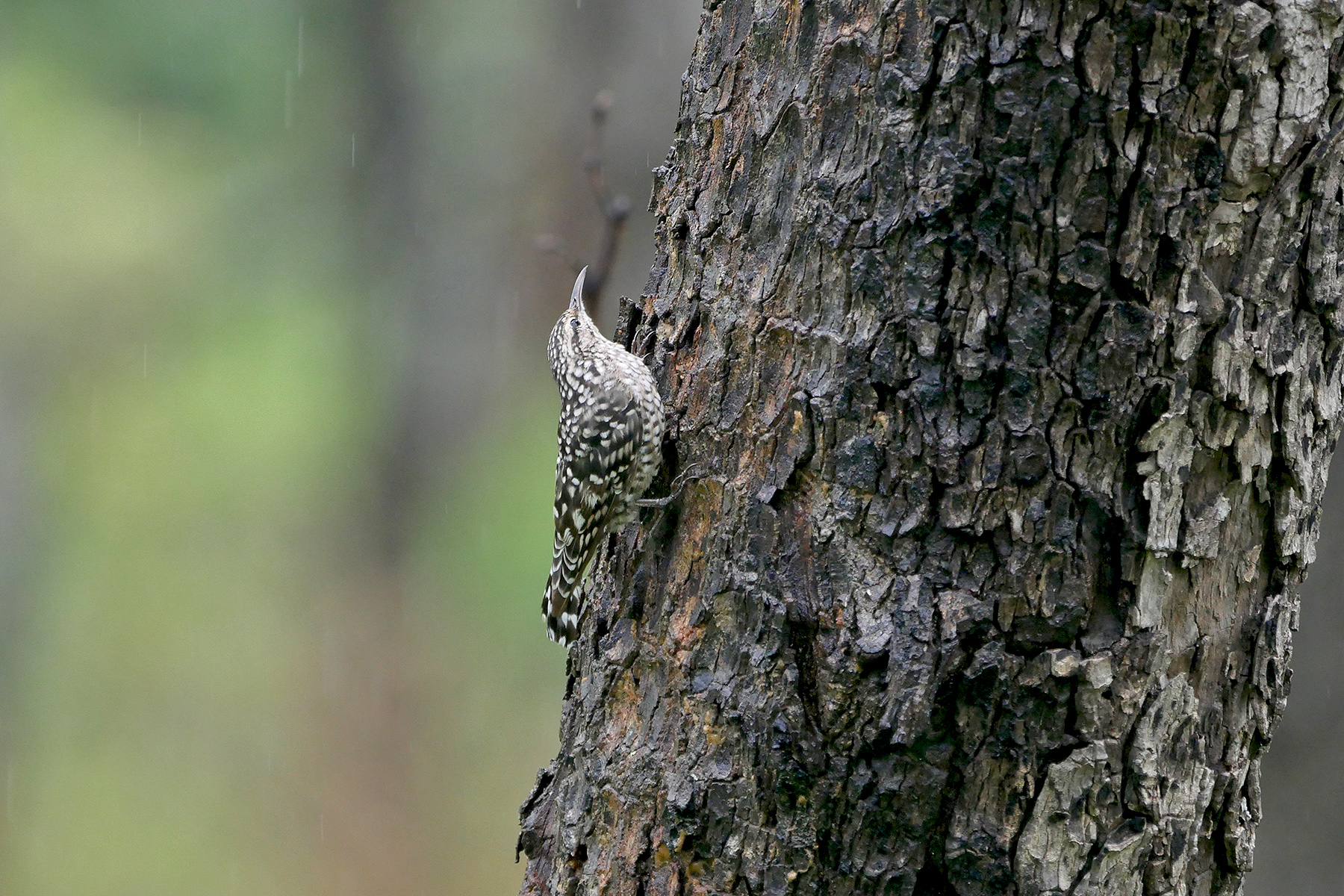 African Spotted Creeper in Malawi (image by Nik Borrow)