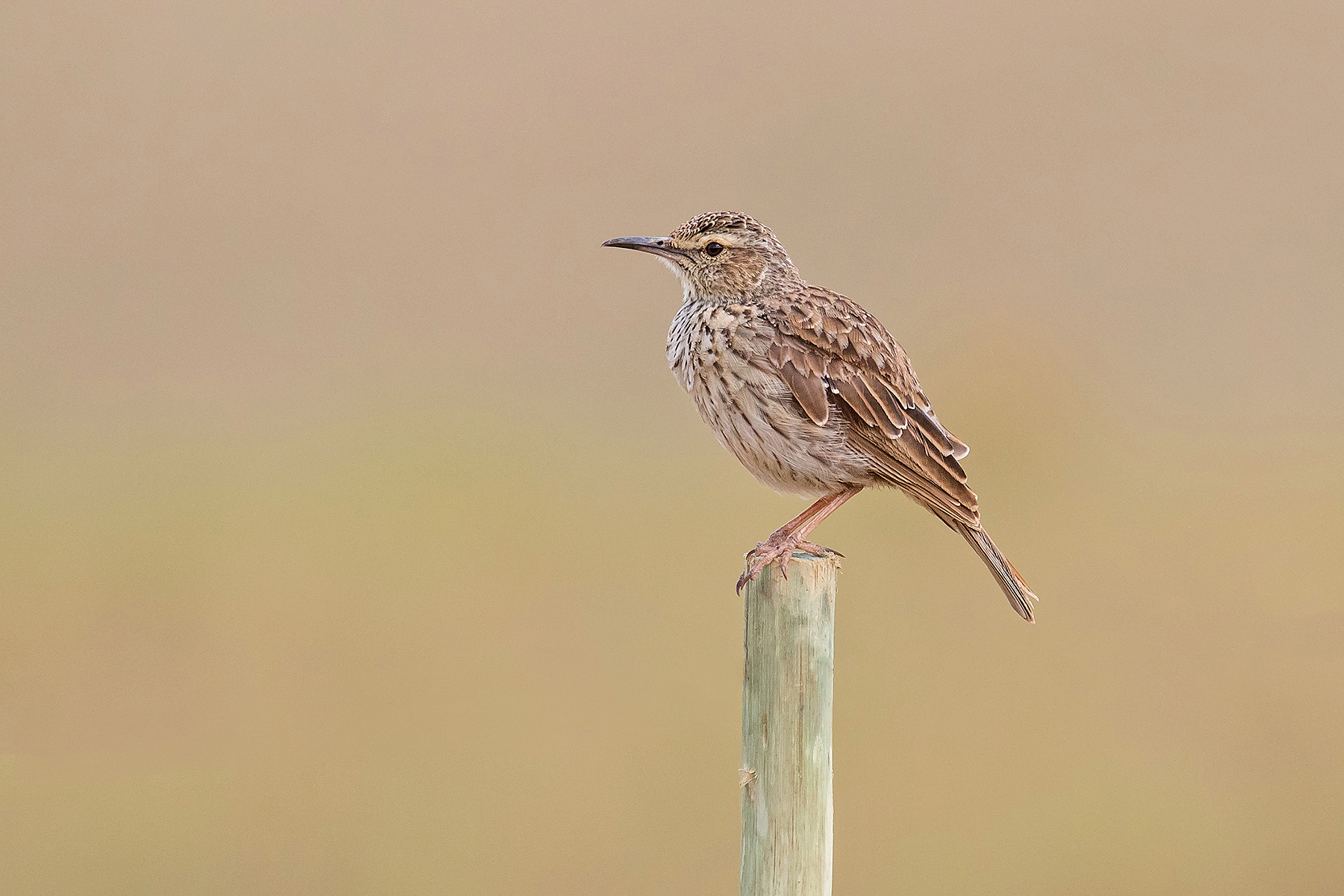 Agulhas Long-billed Lark in South Africa (image by Pete Morris)
