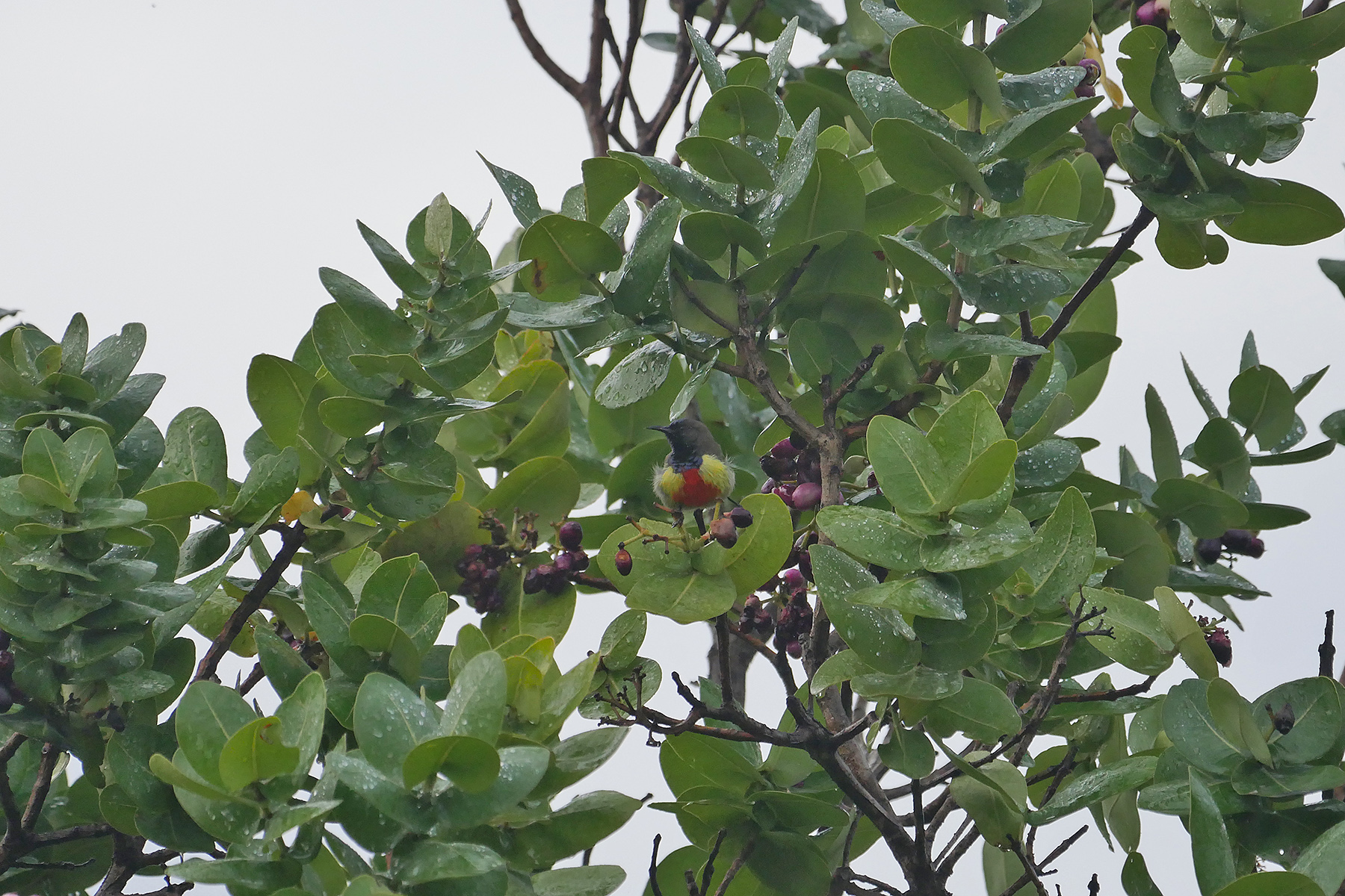 Anchieta's Sunbird (image by Nik Borrow)